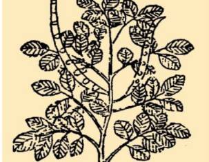 本草纲目历史图片