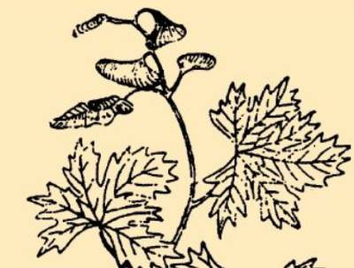 本草纲目历史图片