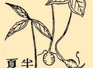 本草纲目历史图片