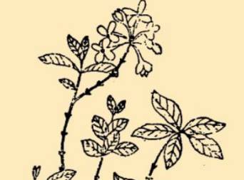 本草纲目历史图片