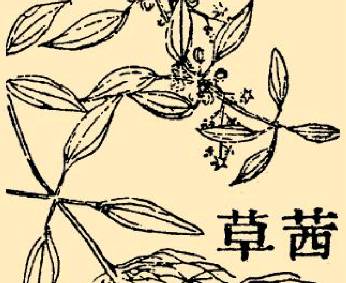 本草纲目历史图片