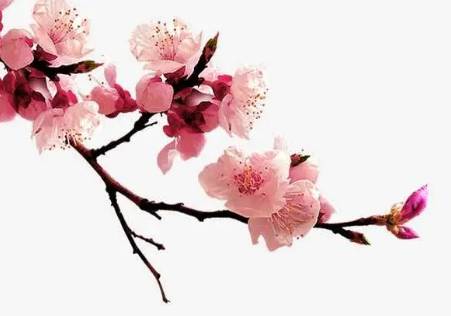 红楼梦历史图片
