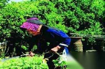 黎族历史图片