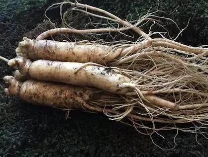 清朝历史图片