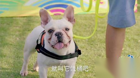 神犬小七第二季历史图片