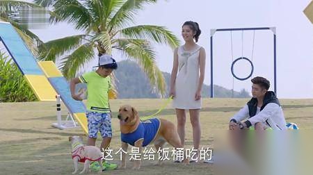 神犬小七第二季历史图片