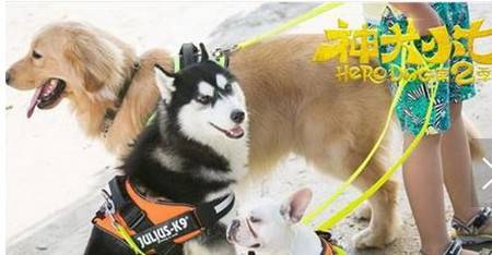 神犬小七第二季历史图片