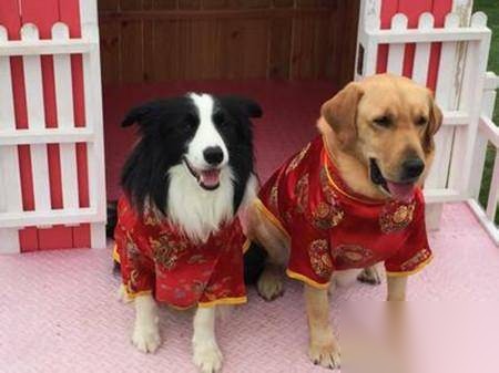 神犬小七第二季历史图片