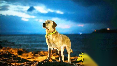 神犬小七第二季历史图片