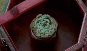 《香蜜沉沉烬如霜》历史图片