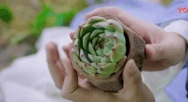 《香蜜沉沉烬如霜》历史图片