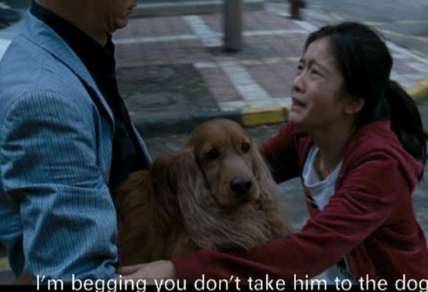 《狗十三》历史图片
