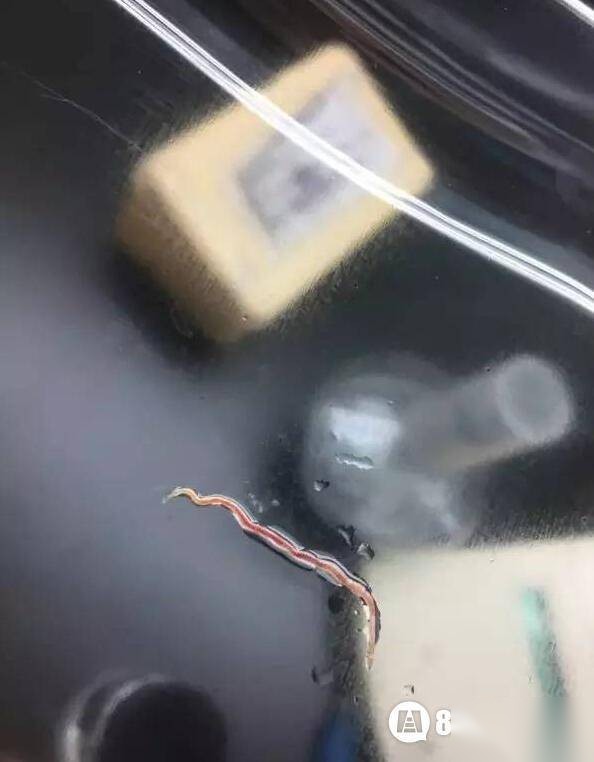 虫历史图片