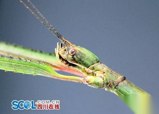 物种历史图片