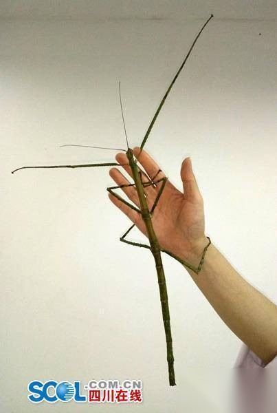 物种历史图片