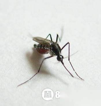 揭秘历史图片
