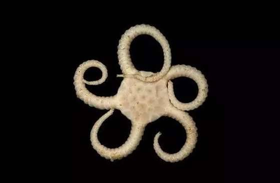 盘点世界上最奇特的深海生物历史图片