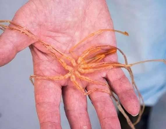盘点世界上最奇特的深海生物历史图片