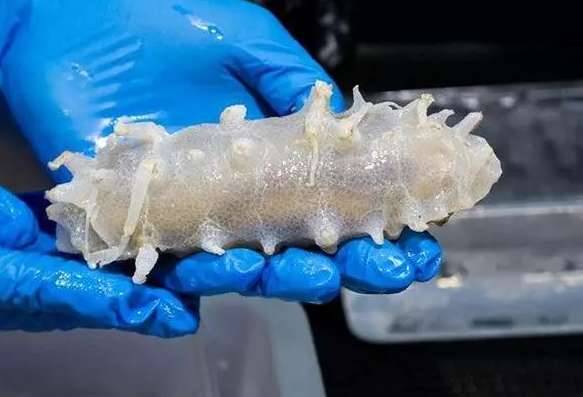 盘点世界上最奇特的深海生物历史图片