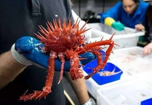 盘点世界上最奇特的深海生物历史图片