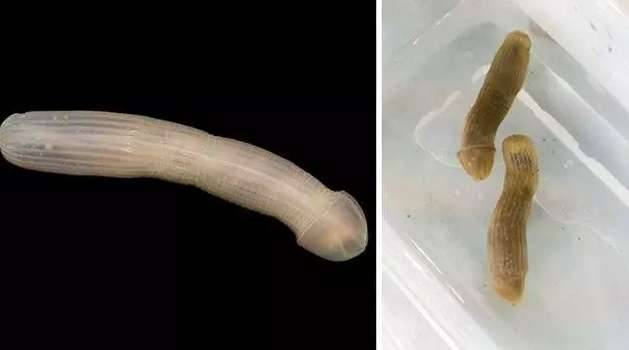 盘点世界上最奇特的深海生物历史图片