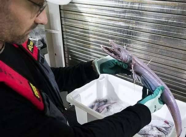 盘点世界上最奇特的深海生物历史图片