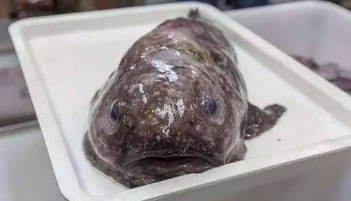 盘点世界上最奇特的深海生物历史图片