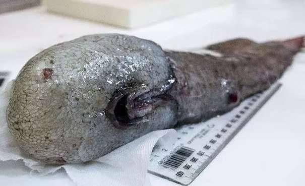 盘点世界上最奇特的深海生物历史图片