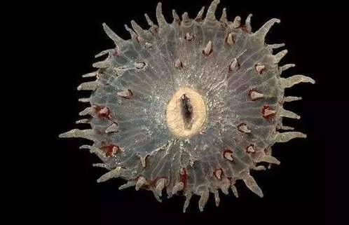 盘点世界上最奇特的深海生物历史图片
