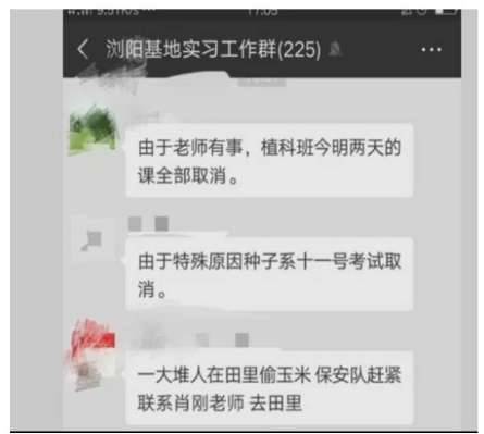 价值千万科研玉米被偷摘是是怎么回事?什么玉米价值这么高历史图片