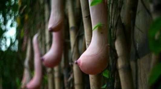 世界上最奇葩的十大水果历史图片