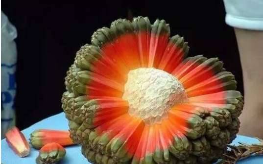 世界上最奇葩的十大水果历史图片