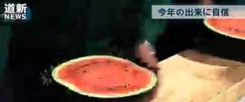 最贵的西瓜历史图片