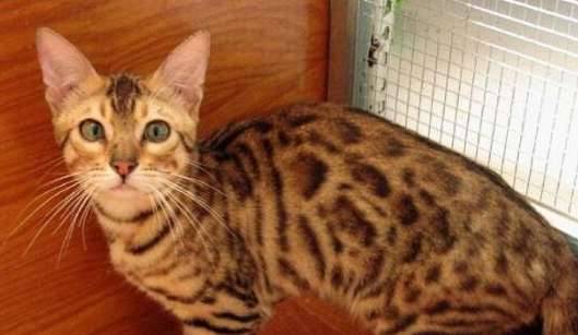 世界上最凶的宠物猫历史图片