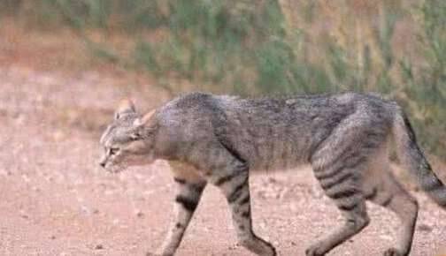 世界上最凶的宠物猫历史图片