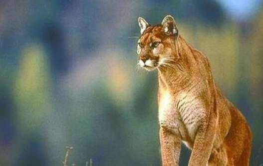 世界上最凶的宠物猫历史图片