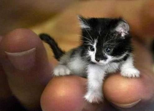世界上最小的猫历史图片