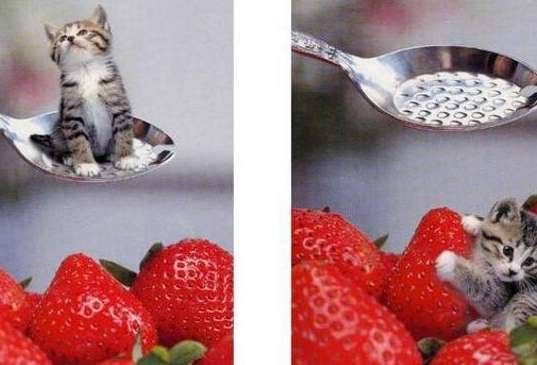 世界上最小的猫历史图片