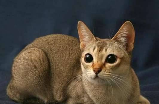世界上最小的猫历史图片