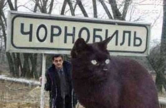 世界上最大的猫历史图片