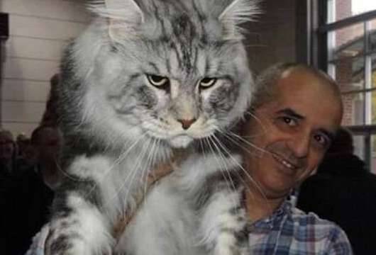 世界上最大的猫历史图片