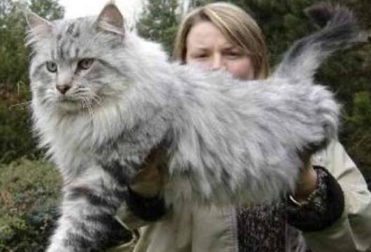 世界上最大的猫历史图片