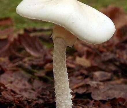 最毒的蘑菇历史图片