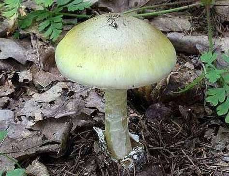 最毒的蘑菇历史图片