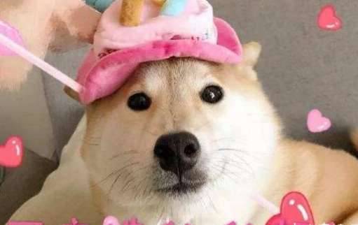 世界上最蠢萌的狗历史图片