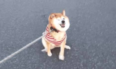 世界上最蠢萌的狗历史图片