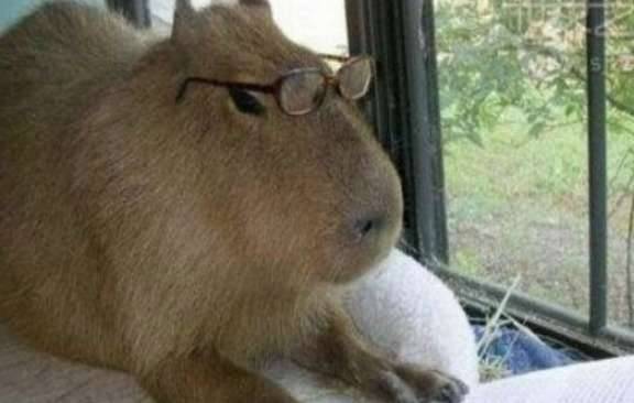 世界上最大的老鼠历史图片