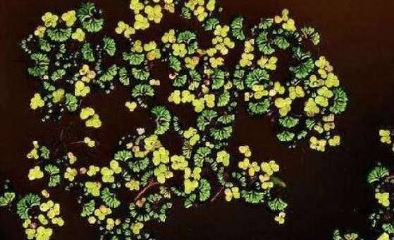 世界上最小的花历史图片