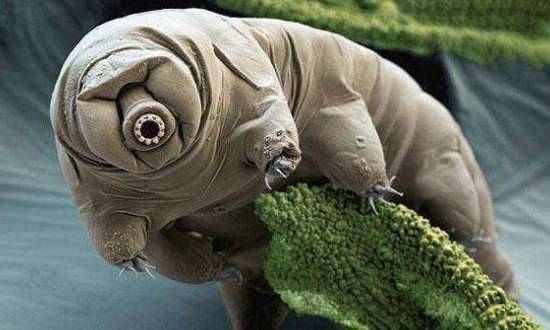 世上最小的微生物历史图片
