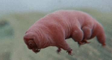 世上最小的微生物历史图片